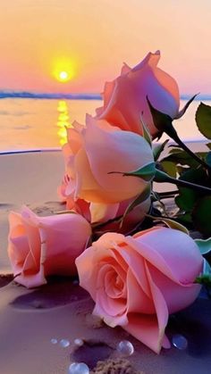 some pink roses are laying on the sand by the water at sunset or sunrise time