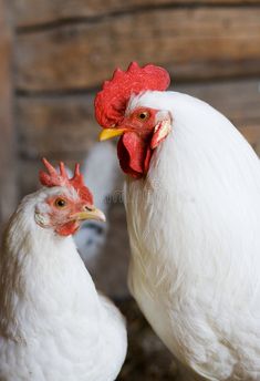 two white chickens standing next to each other