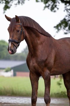 Dutch Warmblood Horse, Kwpn Horse, Horse English, Dutch Warmblood, Horse Markings, Warmblood Horses, Beautiful Horses Photography, Cute Horse Pictures, Wildlife Pictures