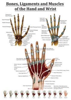 Hello, this blog is no longer being updated on a regular basis. But the archive is still pretty... Anatomy Of The Hand, Wrist Anatomy, Medical Textbooks, Hand Anatomy, Hand Therapy, Occupational Therapist, Scientific Illustration, Physical Therapist, Anatomy And Physiology