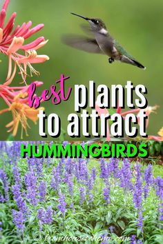 the words best plants to attract hummingbirds are in front of purple flowers and green leaves