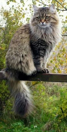 a long haired cat sitting on top of a window sill