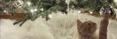 a cat reaching up into the air to reach a christmas ornament on a tree