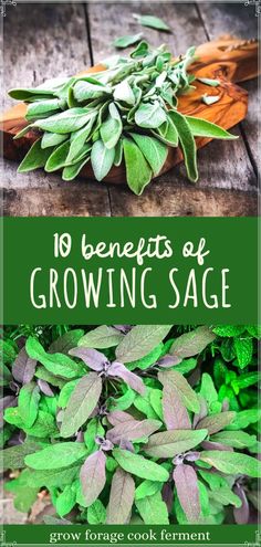 the benefits of growing sage in your garden and how to use it for gardening, including herbs