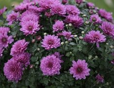 purple flowers are blooming in the garden