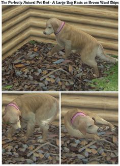 three pictures of a dog in front of a pile of rocks and wood chips with the caption'the perfectly natural bed - a large brown bria