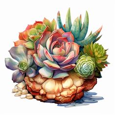 an arrangement of succulents and other plants in a vase on a white background