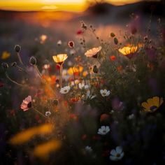 a field full of flowers with the sun setting in the backgrouding behind them