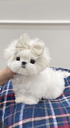 a small white dog sitting on top of a blue and red checkered blanket with a bow in it's hair