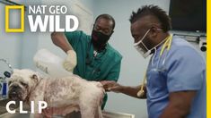 two men in scrubs and masks are washing a dog