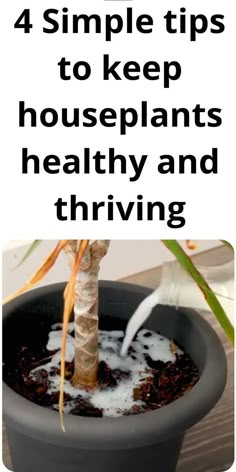 #GardenersLife #PlantLovers #GreenThumbs #GardeningHacks #PlantCare #HealthyPlants #GardenTips #GreenthumbGuru Plant Food Diy, Cover Ups Tattoo, Homemade Plant Fertilizer, Household Plants, Plant Care Houseplant, Plant Hacks, Garden Wallpaper, Inside Plants, Growing Plants Indoors