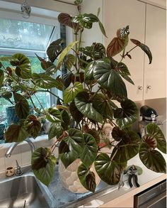 a potted plant sitting on top of a kitchen counter next to a sink in front of a window