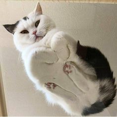 a black and white cat laying on top of a mirror with its paws in the air