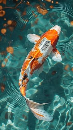 an orange and white koi fish swimming in clear blue water with ripples around it