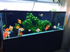 an aquarium filled with goldfish and green plants