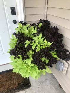 a black and green plant sitting in front of a white door on the side of a house