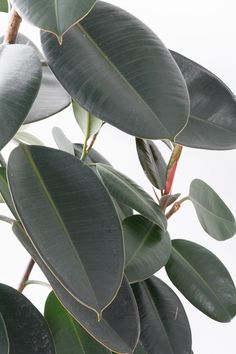 closeup of leaves on a tree with white background