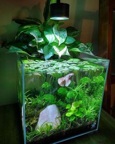 an aquarium filled with plants and rocks on top of a wooden table next to a lamp