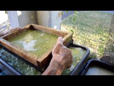 a person holding a tray filled with green liquid in front of a window sill