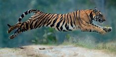 a tiger jumping in the air over a dirt road