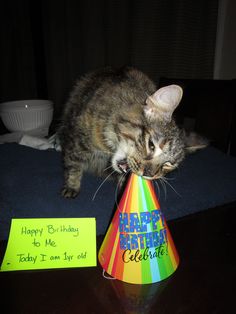 a cat sitting on top of a table next to a birthday hat