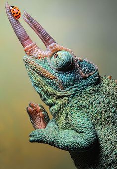 a close up of a lizard with a ladybug on it's head