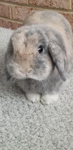 a small gray and white rabbit sitting on top of a rug next to a brick wall