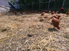 several chickens are standing around in the hay