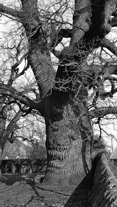 black and white photograph of an old tree