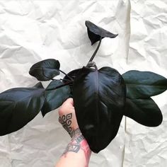 a person holding up a plant with leaves on it