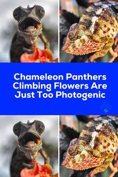 the chamelon panthers climbing flowers are just to photogenic in four different pictures