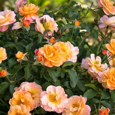 many orange and pink flowers blooming in the garden