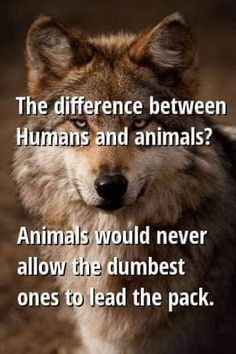 a wolf with the caption that reads, the differences between humans and animals? animals would never allow the dumbest ones to lead the pack