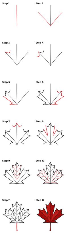 how to draw a maple leaf step by step instructions for beginners and advanced students