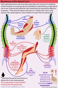 Physical Therapy School, Basic Anatomy And Physiology, Human Body Anatomy, Human Anatomy And Physiology