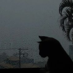 a black cat sitting on top of a window sill next to a palm tree