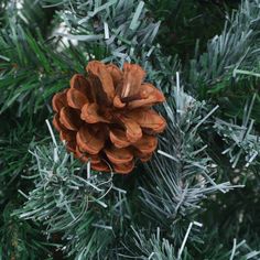 a pine cone hanging from the top of a tree