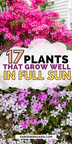 purple flowers with text overlay that reads 17 plants that grow well in full sun