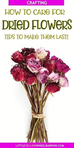 flowers with the words how to care for dried flowers tips to make them last