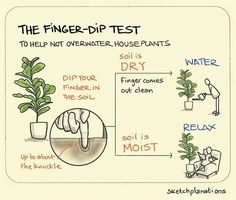 the finger - dip test to help not overwater houseplants