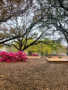 pink flowers are blooming in the middle of a park area with benches and trees