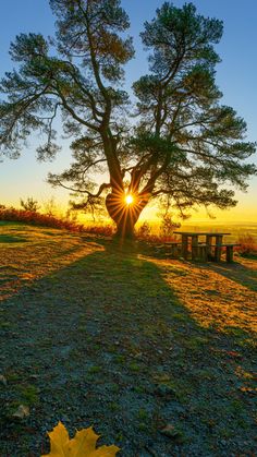 the sun is setting behind a large tree