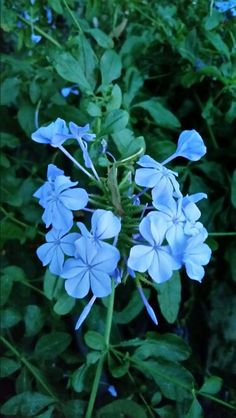 some blue flowers are growing in the bushes