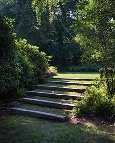 there are many steps that lead up to the trees