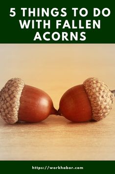 two acorns with the words 5 things to do with fallen acorns