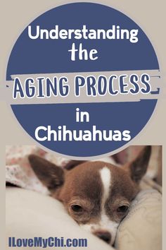 a brown and white dog laying on top of a bed with the words, understanding the aging process in chihuahuas