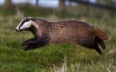 a badger running in the grass with its mouth open