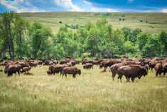 a large herd of buffalo grazing in a field