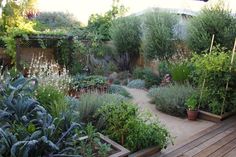 a garden filled with lots of plants next to a wooden deck and fenced in area