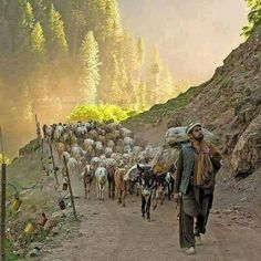 a herd of sheep walking down a dirt road